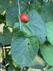 Zehneria
