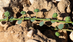 Andrachne telephioides