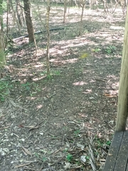 Malaconotus blanchoti