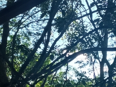 Malaconotus blanchoti