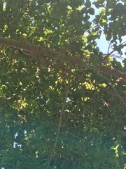 Malaconotus blanchoti