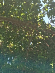 Malaconotus blanchoti