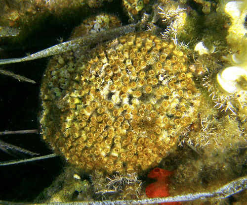 Cushion Coral, photo 10 of 10