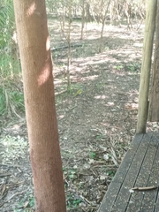 Malaconotus blanchoti