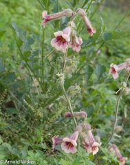 Rehmannia glutinosa