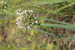 Allium senescens