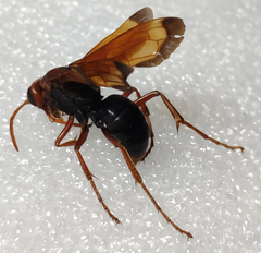Hemipepsis mauritanica