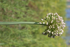 Allium senescens