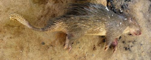 African Brush-tailed Porcupine