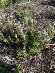 Dischisma ciliatum erinoides