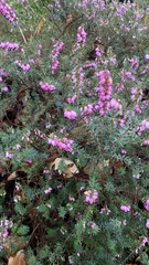 Erica carnea