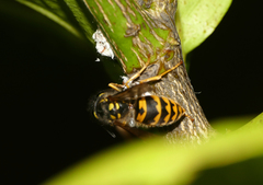 Vespula germanica