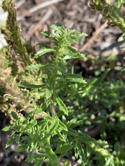 Dischisma ciliatum erinoides