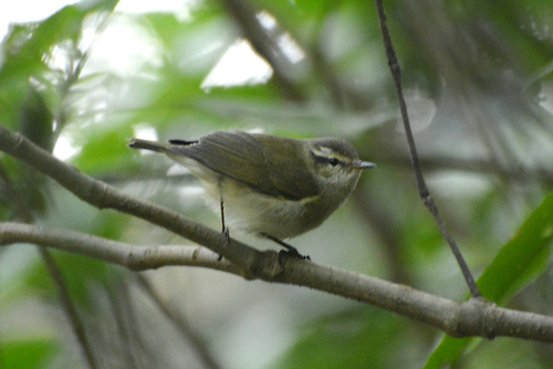 Tytler's Leaf Warbler (Phylloscopus tytleri), photo 3