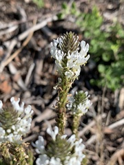 Dischisma ciliatum erinoides