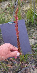 Disa reticulata