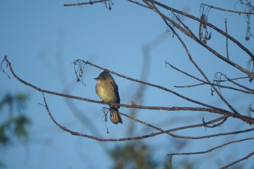 Northern Tropical Pewee (Contopus bogotensis), photo 3