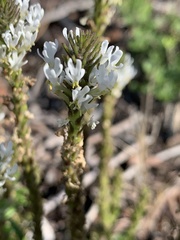 Dischisma ciliatum erinoides