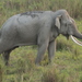 Elefante Asiático - Photo (c) Paul G. Schrijvershof, algunos derechos reservados (CC BY-NC-ND), uploaded by Paul G. Schrijvershof
