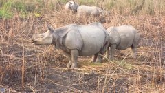 Rhinoceros unicornis