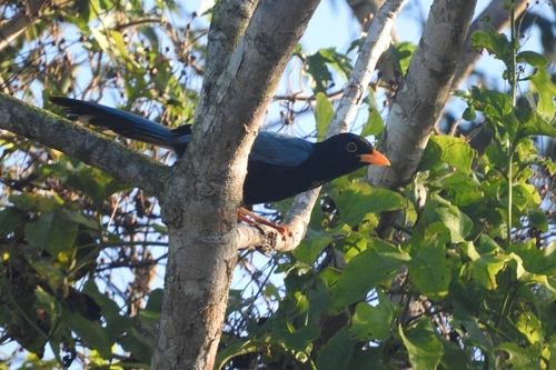 Yucatan Jay (Cyanocorax yucatanicus)