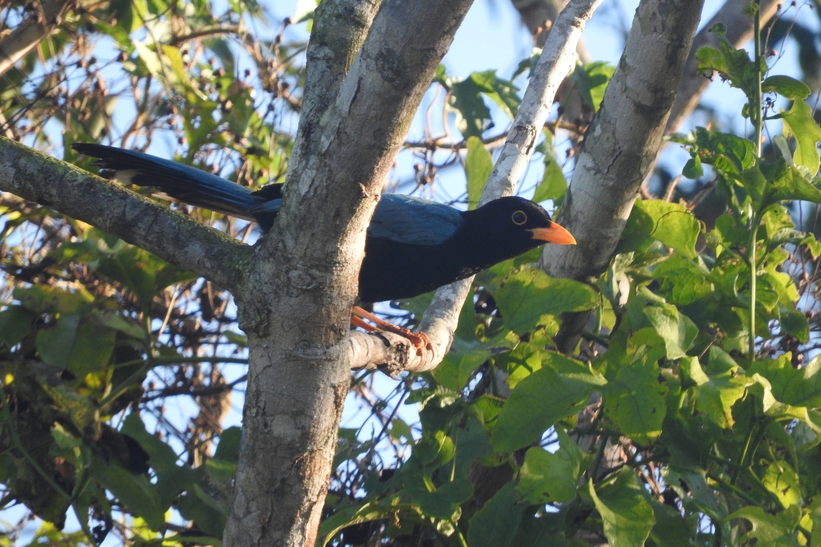 Yucatan Jay illustration