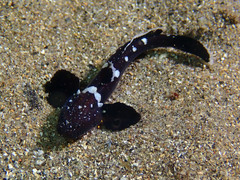Didogobius schlieweni