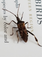 Leptoglossus clypealis