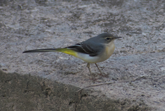 Motacilla cinerea