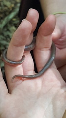 Carphophis amoenus amoenus
