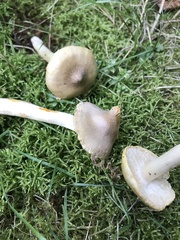 Tricholoma subaureum