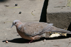 Streptopelia chinensis