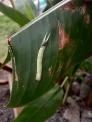 Opsiphanes tamarindi