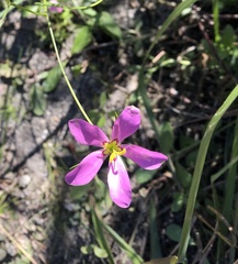 Sabatia grandiflora