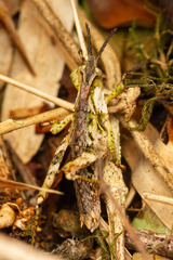 Tropidostethus angusticollis