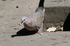 Streptopelia chinensis