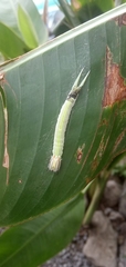 Opsiphanes tamarindi