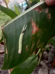 Opsiphanes tamarindi
