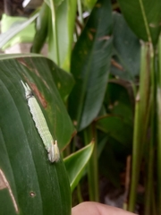 Opsiphanes tamarindi