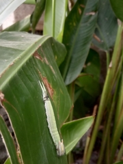 Opsiphanes tamarindi