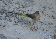 Motacilla cinerea