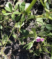 Sabatia grandiflora
