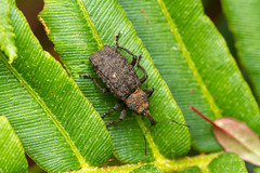 Germainius laesicollis