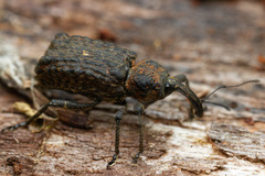 Germainius laesicollis