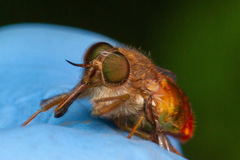 Scaptia viridiventris