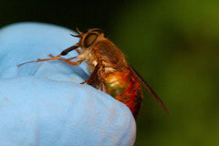 Scaptia viridiventris
