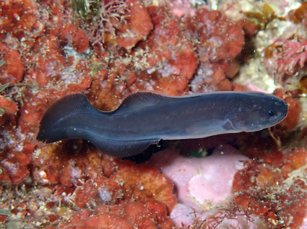 Black Brotula