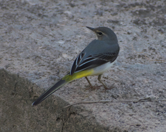 Motacilla cinerea