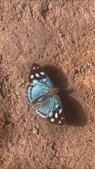Dynamine tithia tithia