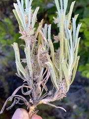 Centella tridentata tridentata